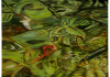 Stilus aquae