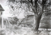 Baum