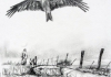 Flug